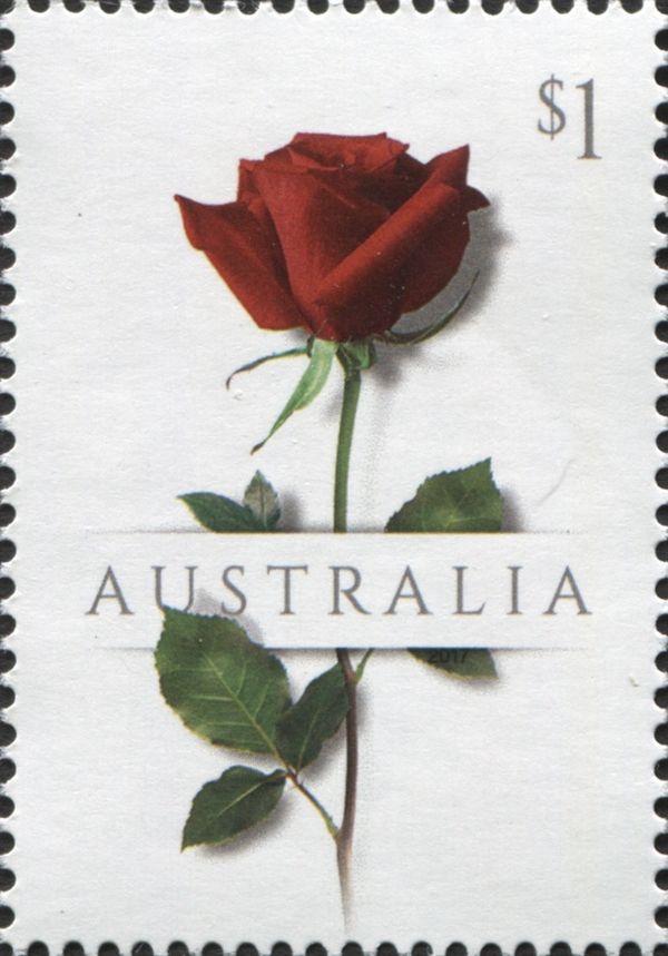 Red Rose 2017