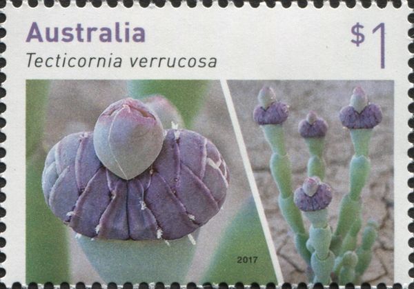 Tecticornia verrucosa
