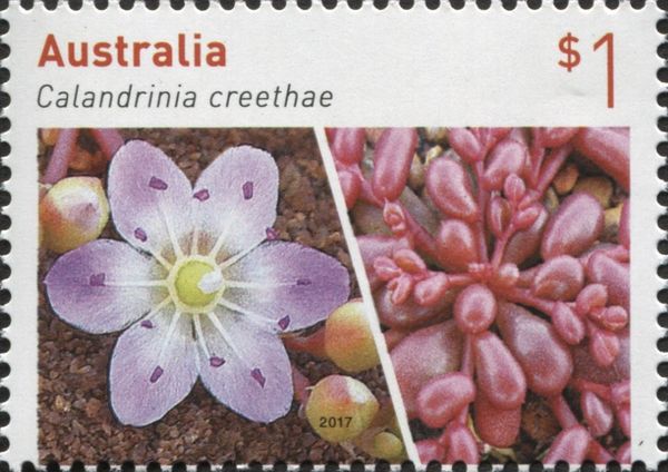 Calandrinia creethae
