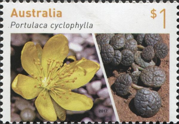 Portulaca cyclophylla