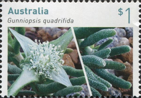 Gunniopsis quadrifida