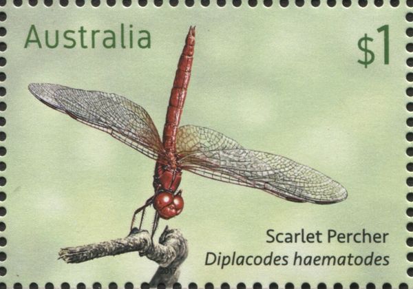 Scarlet Percher (Diplacodes haematodes)