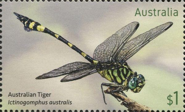 Australian Tiger (Ictinogomphus australis)