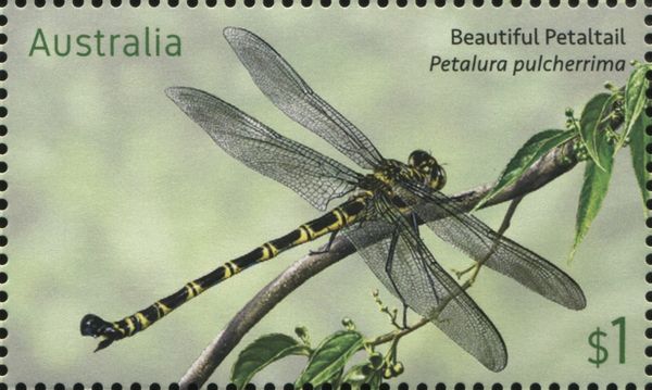Beautiful Petaltail (Petalura pulcherrima)