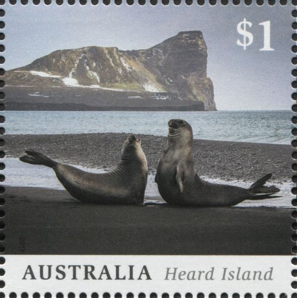 Southern Elephant Seals