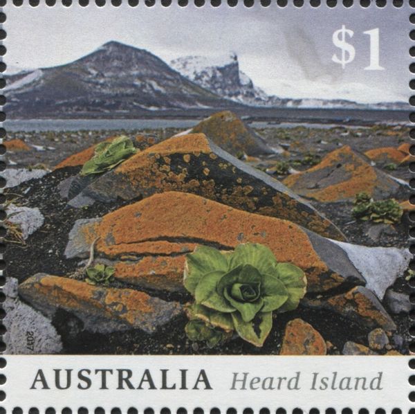 Kerguelen Cabbage (Pringlea antiscorbutica) and Lichens