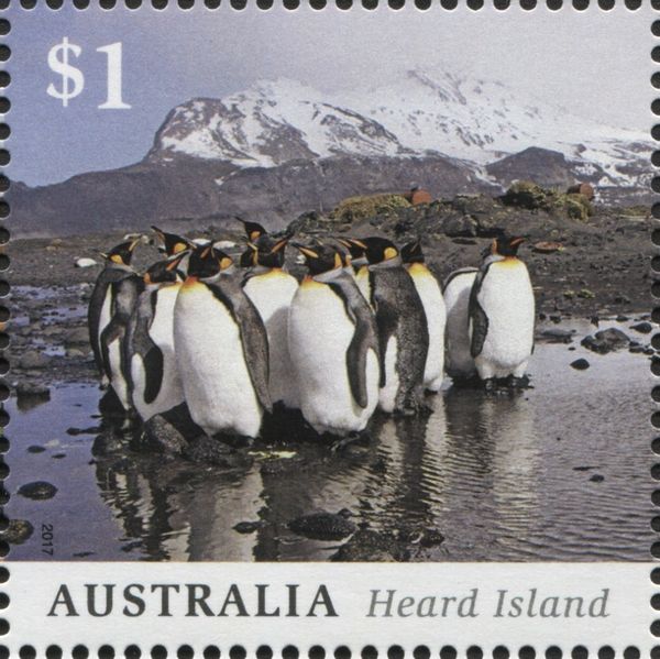King Penguin (Aptenodytes patagonicus) at Atlas Cove