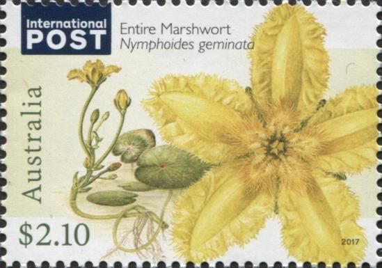 Entire Marshwort (Nymphoides geminata)