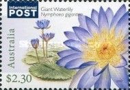 Giant Waterlily (Nymphaea gigantea)