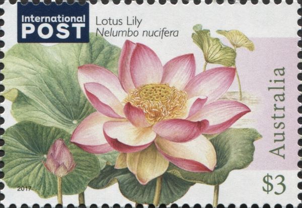 Lotus Lily (Nelumbo nucifera)