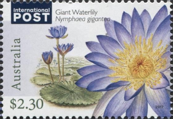 Giant Waterlily (Nymphaea gigantea)