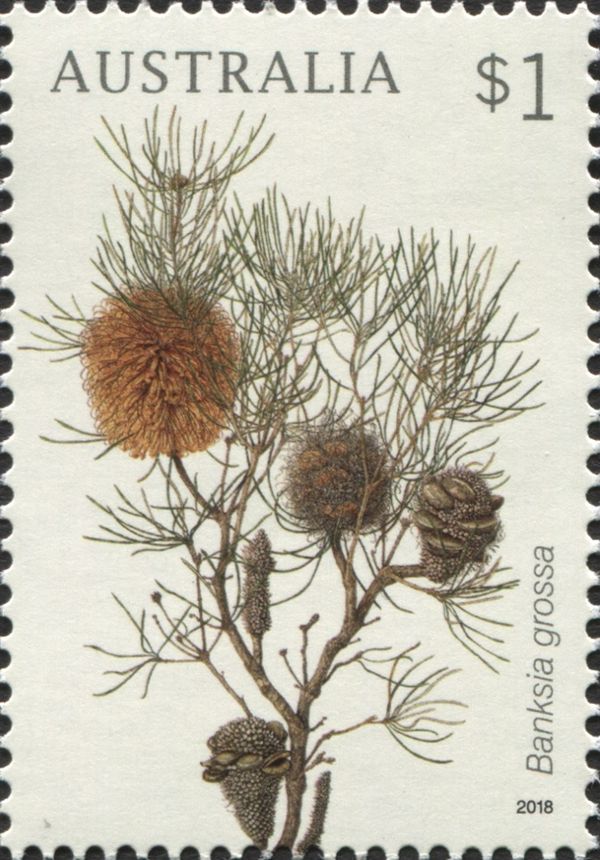 Banksia grossa