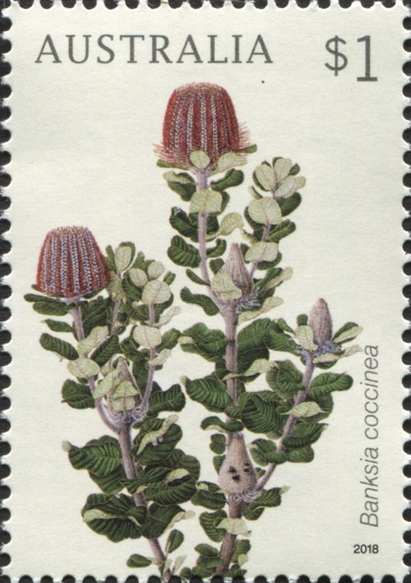 Banksia coccinea