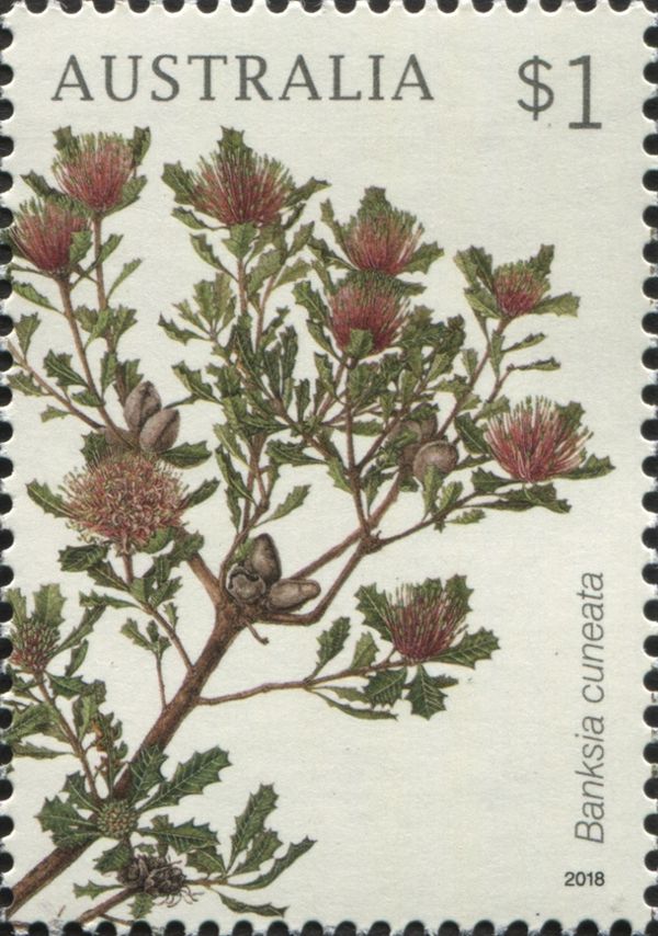 Banksia cuneata