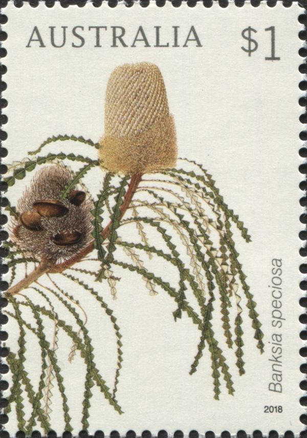 Banksia speciosa