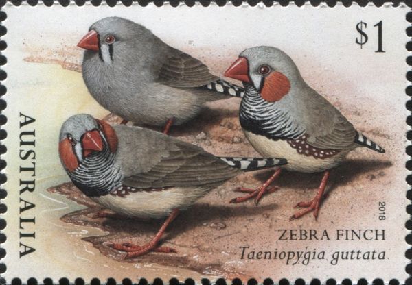 Zebra Finch (Taeniopygia guttata)