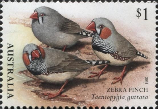Zebra Finch (Taeniopygia guttata)