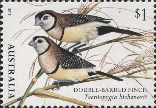 Double-barred Finch (Taeniopygia bichenovii)