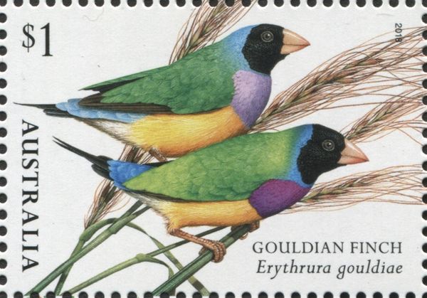 Gouldian Finch (Erythrura gouldiae)