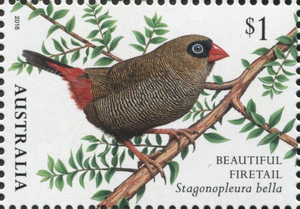 Beautiful Firetail (Stagonopleura bella)
