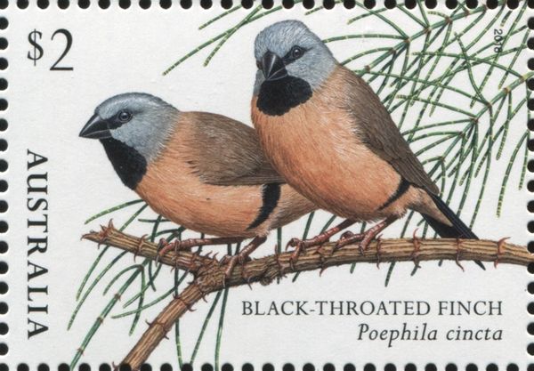 Black-throated Finch (Poephila cincta)