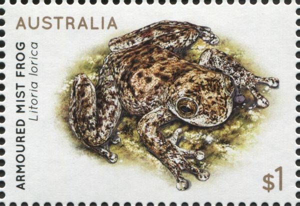 Armoured Mist Frog (Litoria lorica)