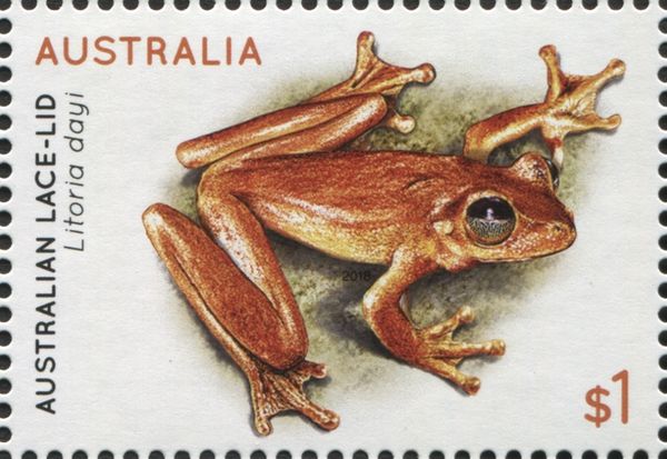 Australian Lace-lid (Litoria dayi)