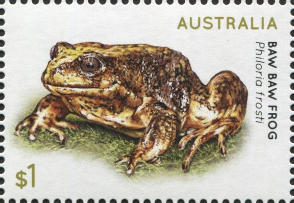 Baw Baw Frog (Philoria frosti)
