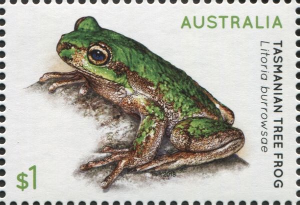 Tasmanian Tree Frog (Litoria burrowsae)