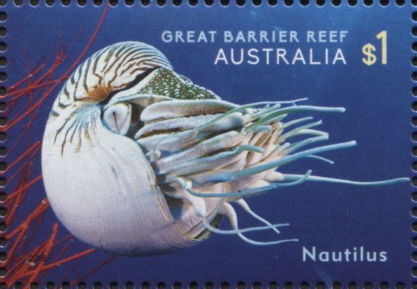 Chambered Nautilus (Nautilus pompillius)