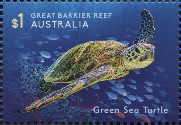 Green Sea Turtle (Chelonia mydas)