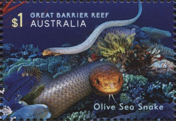 Olive Sea Snake (Aipysurus laevis)