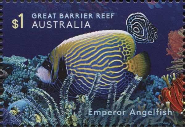 Emperor Angelfish (Pomacanthus imperator)