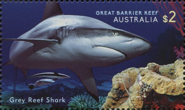 Grey Reef Shark (Carcharhinus amblyrhynchos)