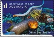 Olive Sea Snake (Aipysurus laevis)