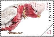 Galah (Eolophus roseicapilla)