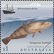 Patagonian Toothfish (Dissostichus eleginoides)