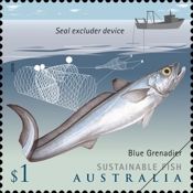 Blue Grenadier (Macruronus novaezelandiae)