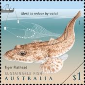Tiger Flathead (Platycephalus richardsoni)