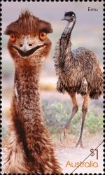 Emu (Dromaius novaehollandiae)