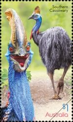 Southern Cassowary (Casuarius casuarius)