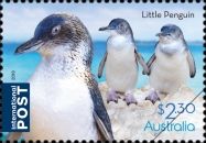 Little Penguin (Eudyptula minor)