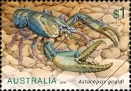 Giant Freshwater Lobster (Astacopsis gouldi)