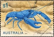Smooth Marron (Cherax cainii)