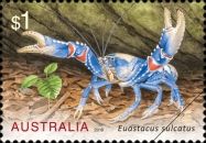 Lamington Spiny Crayfish (Euastacus sulcatus)