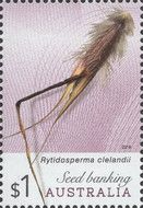 Rytidosperma clelandii seed