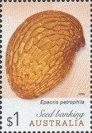 Epacris petrophila seed