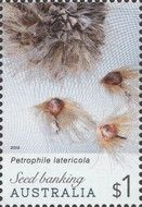 Petrophile latericola seed