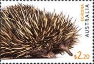 Echidna (Tachyglossus aculeatus)