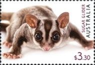 Sugar Glider (Petaurus breviceps)
